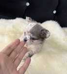 Chihuahua blue merle piesek długowłosy