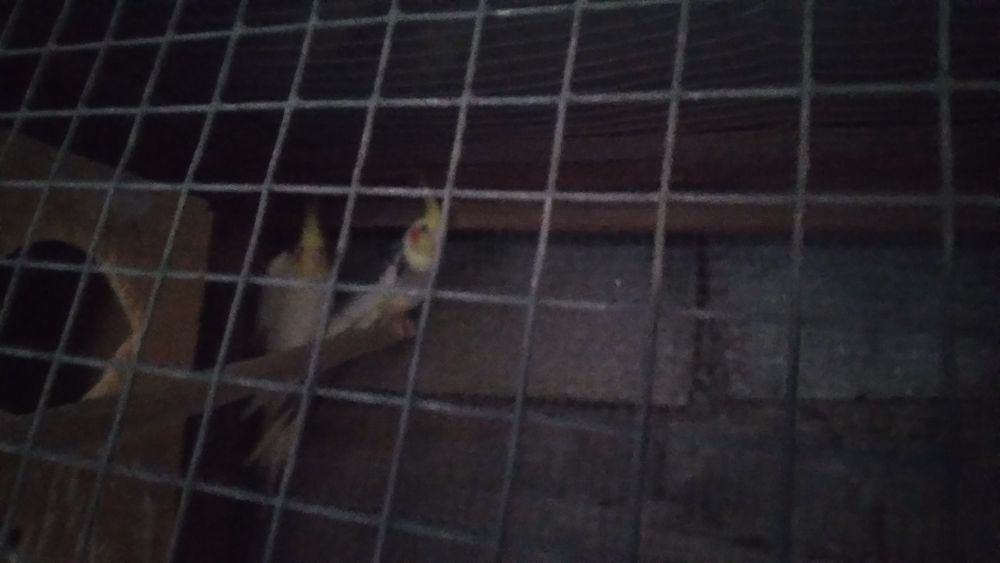 Vendo este casal de caturras