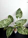 Alocasia Wentii Aline