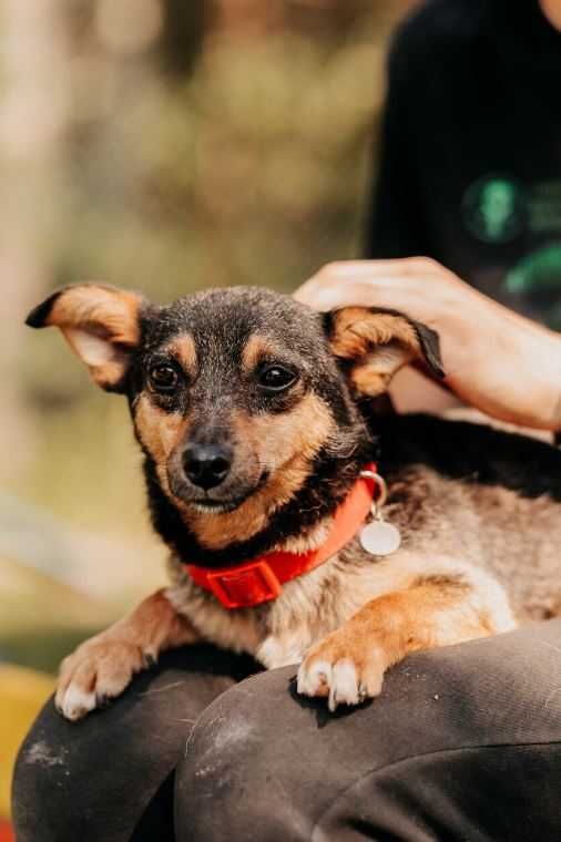 5-kilogramowy, delikatny Maluszek poleca się do adopcji!!!