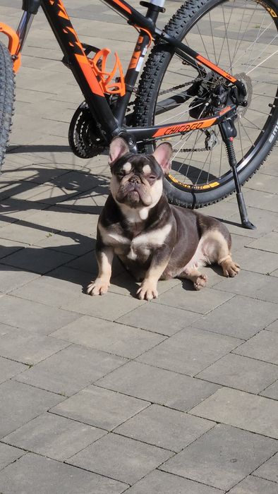 Buldog francuski   , chłopak