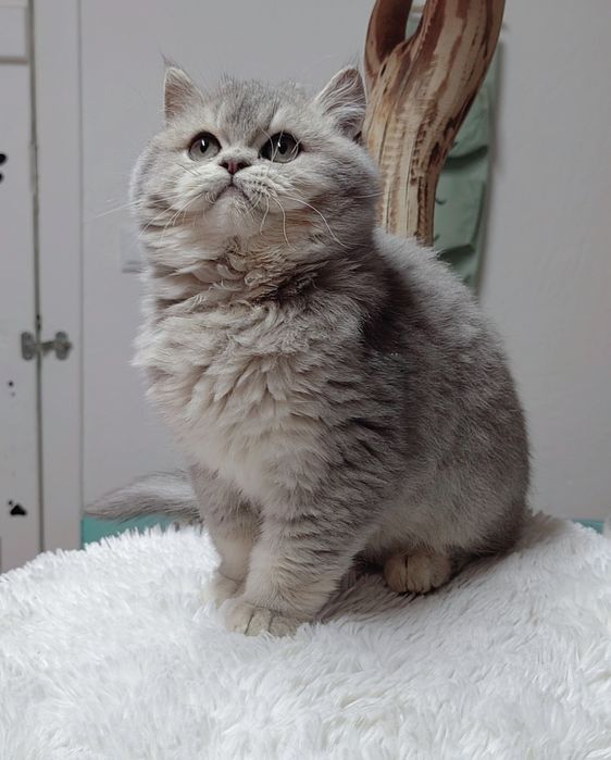 Menino scottish straight