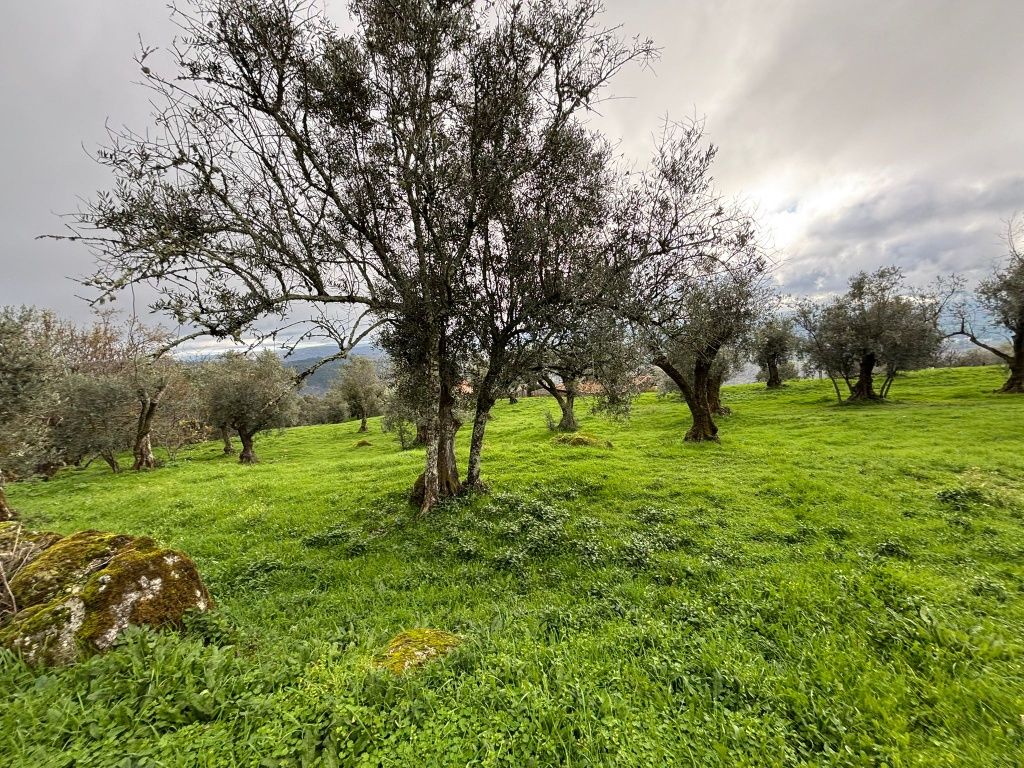 Terreno / Quintinha com 5 mil m2 em Algodres