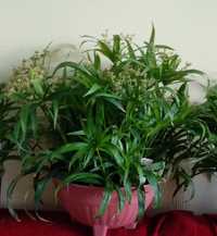 Цветущий карликовый Циперус(C. V. alternifolius L.)Взрослое растение