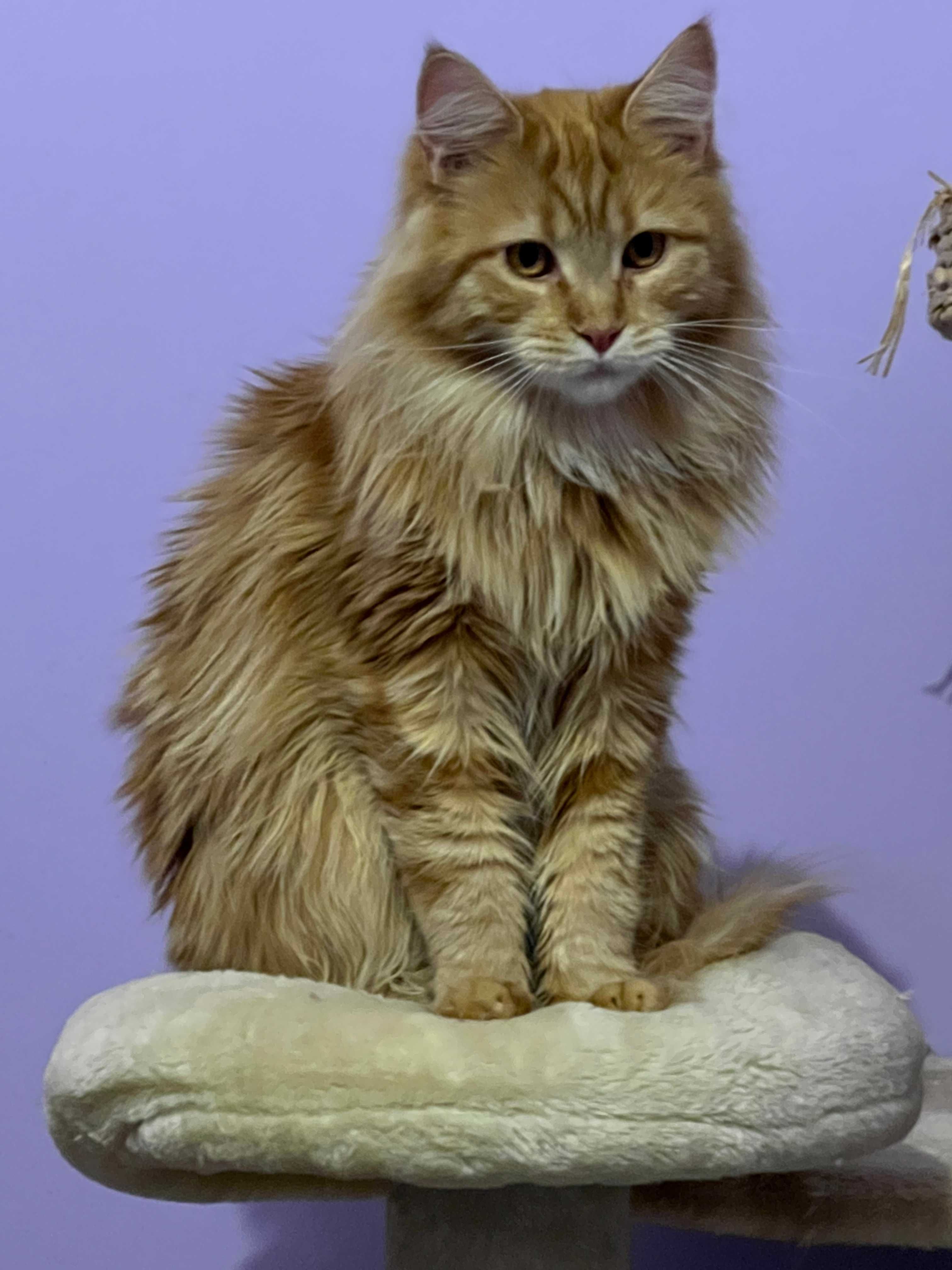 MAINE COON OKAZJA! Kotek Filip z rodowodem FPL, zdrowy, towarzyski