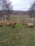 Owce kamerunskie