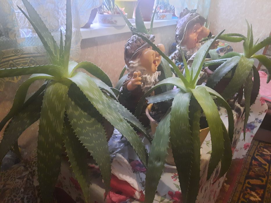 Алое - ліки від сотні хвороб