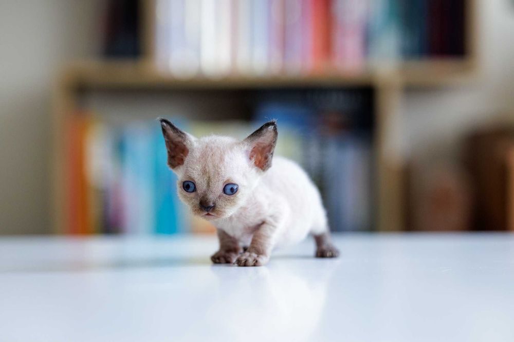 Devon Rex* kotka Alohomora