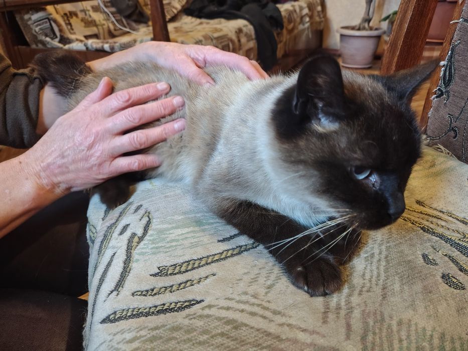 Найден сиамский кот!