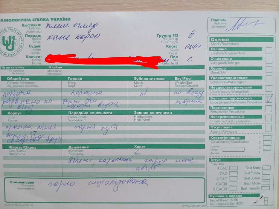 Кане-корсо 7 месяцев, КСУ, девочка