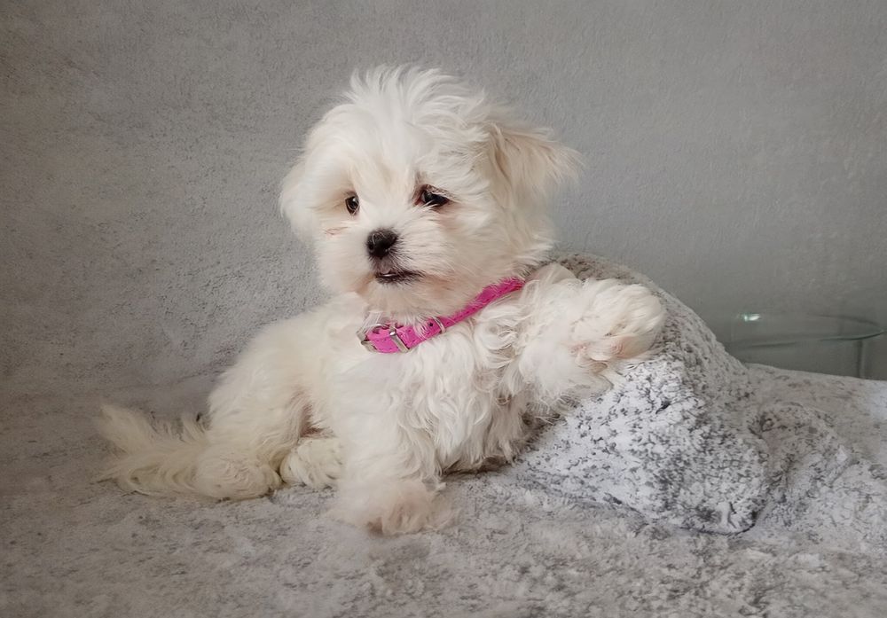 Мальтийская болонка щенки