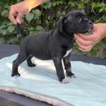 Staffordshire Bull Terrier FCI (ZKwP) staffik SUCZKA