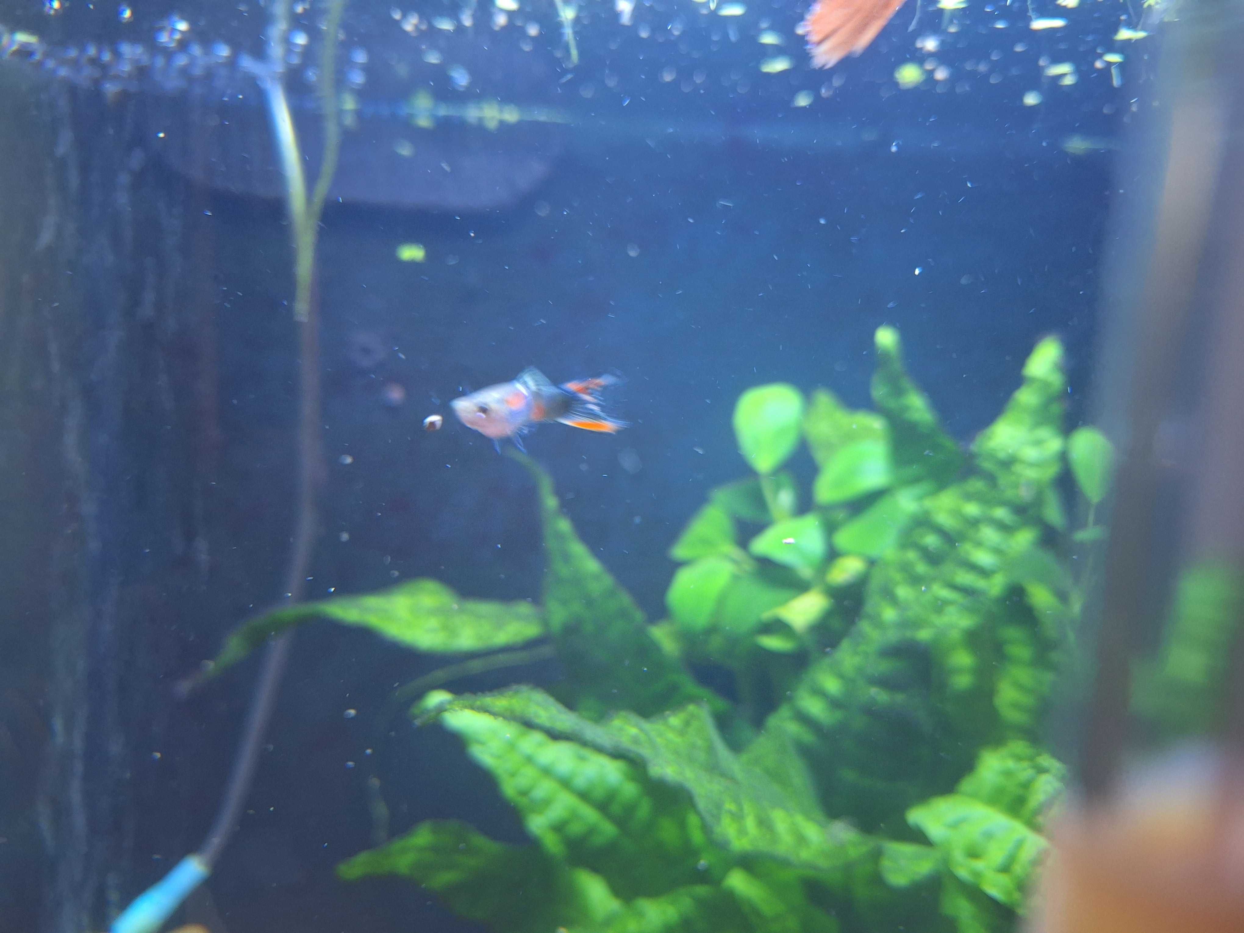 GUPPYS jovens: 3 femeas e 1 macho