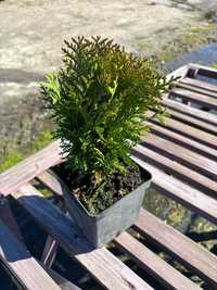 Tuja thuja danica