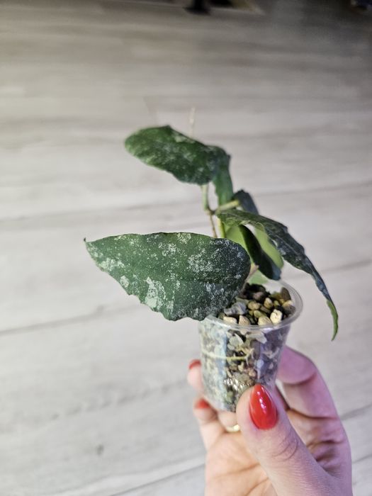 Hoya caudata Sumatra