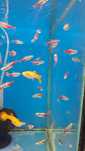 Neon Innesa - sklep zoologiczny Pawik.pl Głogów Małopolski