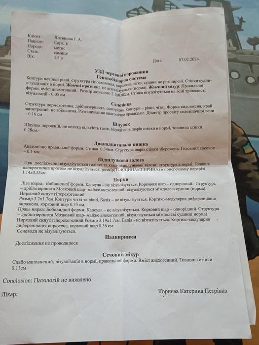 Віддам кішечку в дуже хороші руки (з доплатою)