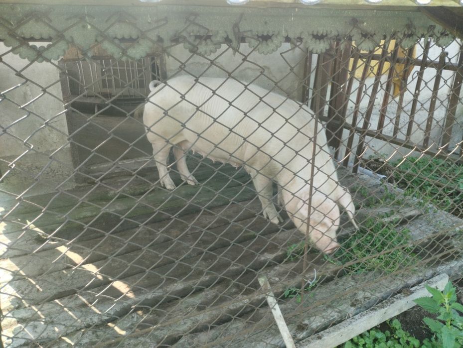 Свиноматка для подальшого утримання