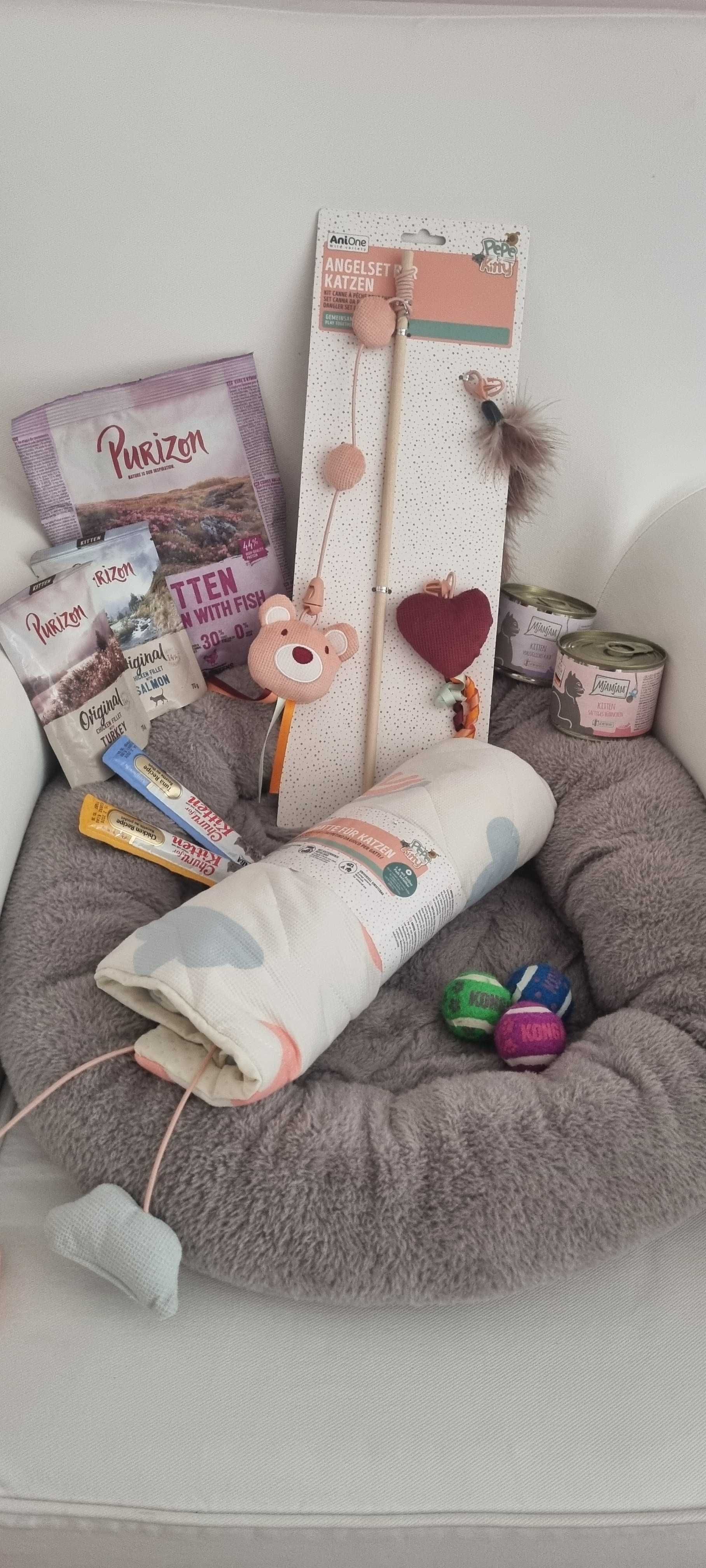 Kotka Ragdoll, Bicolour blue, Gotowa do odbioru