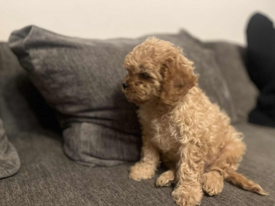 Cavapoo Piesek Red