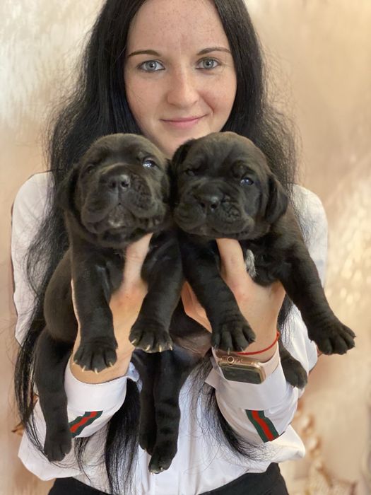 Відкрита резервація на щенят-Cane corso