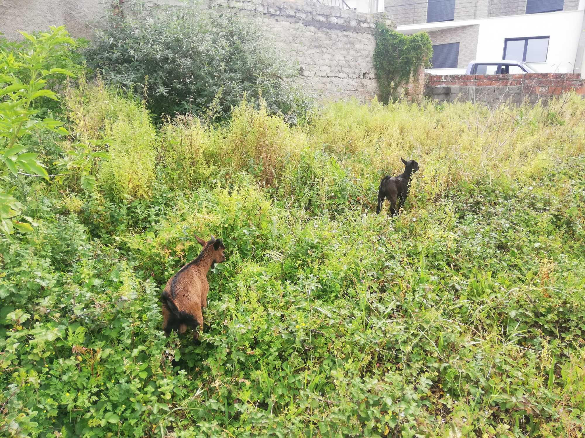 Cabras Anas Macho