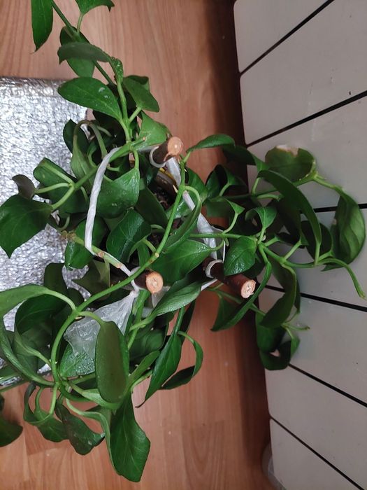 Хойя Обскура. Obscure. Растение целиком.