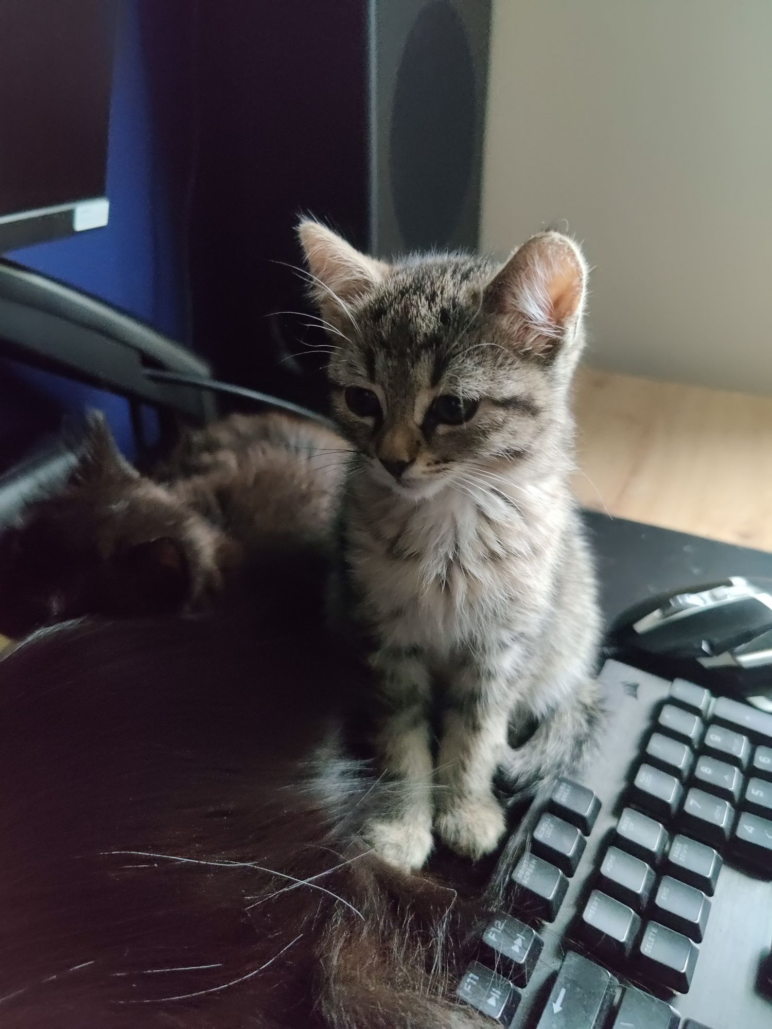 10 tygodniowe kotki do adopcji