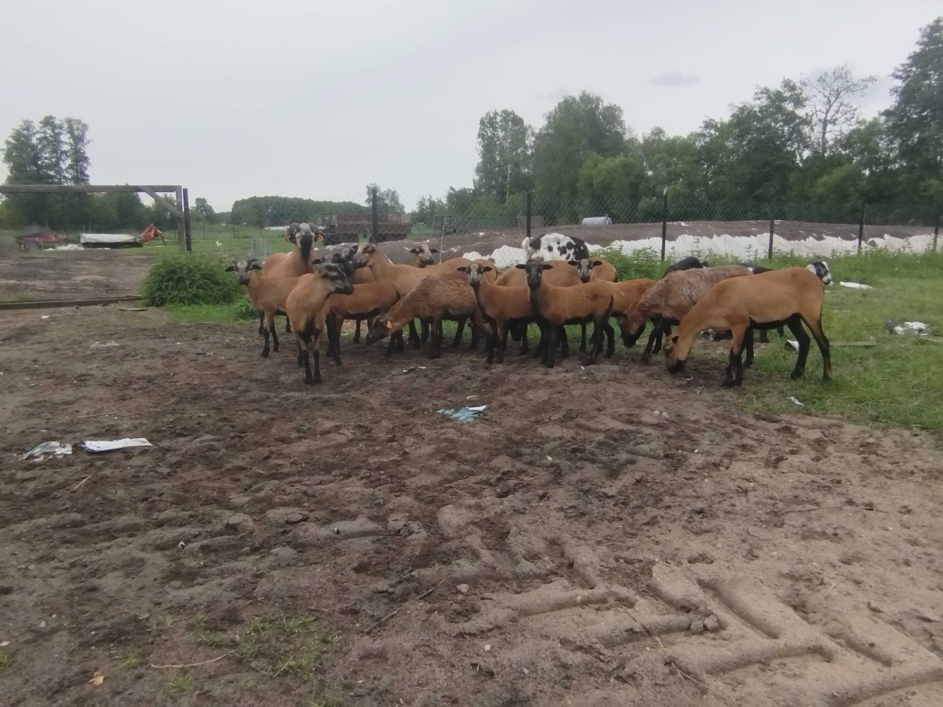 Sprzedam młode owce kameruńskie i triki