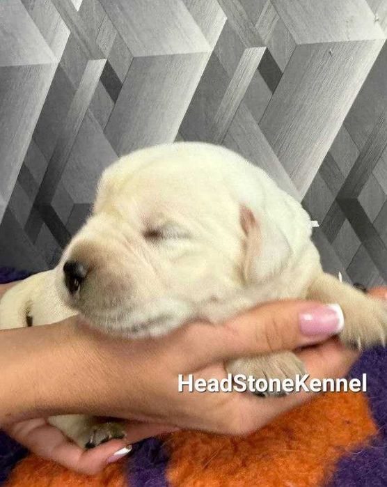 Лабрадор ретривер Щенки клуба