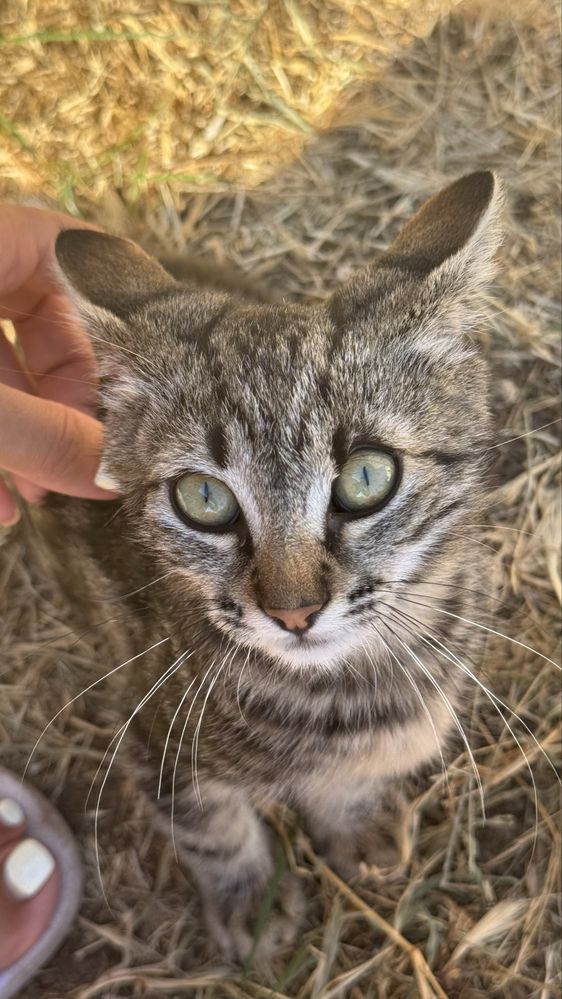 Віддам безкоштовно кошеня (дівчинка)