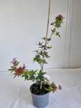Bonsai Klon Palmowy Acer palmatum 'Deshojo' 50 cm Doniczka 2L