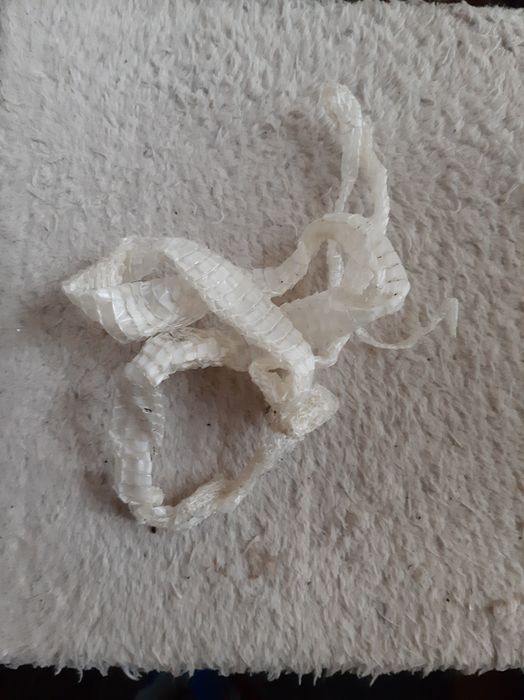 Wylinka węża o 90-110 cm biała