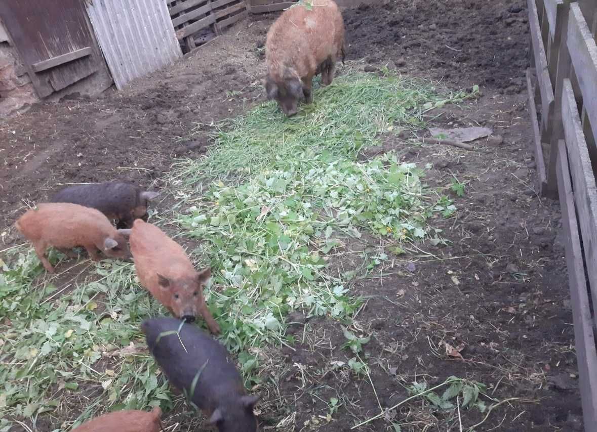 Mangalica sprzedam prosięta czystej rasy