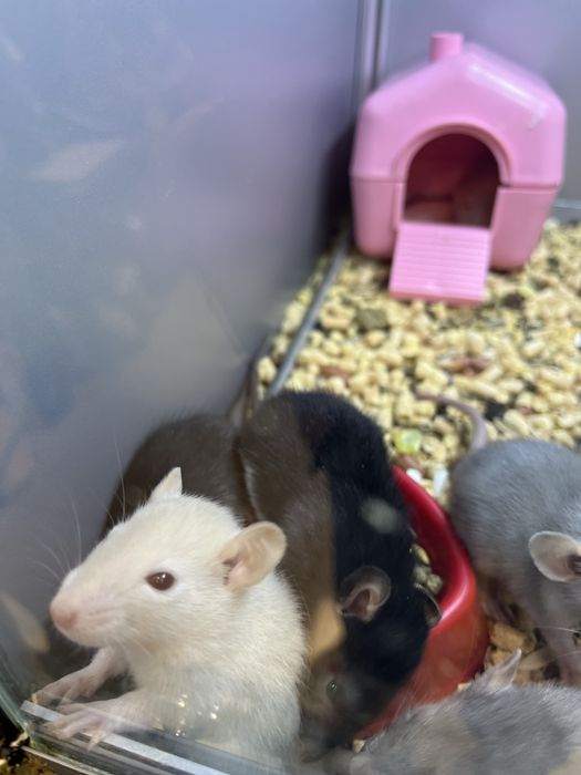 Декоративні пацючки (малюки) 1 міс