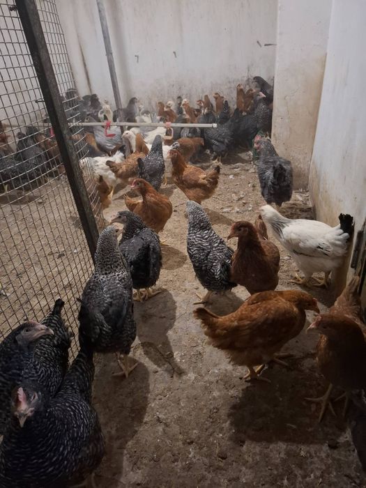 Продаж курей. Породи Домінант