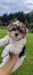 Yorkshire terrier biewer piesek york-rezerwacja