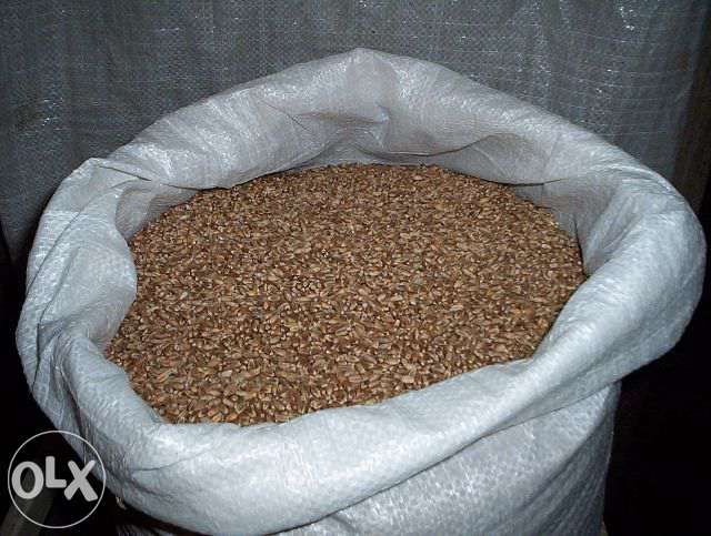 pszenica owies   pszenżyto sprzedam