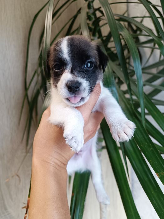 Щеночек загляденье !