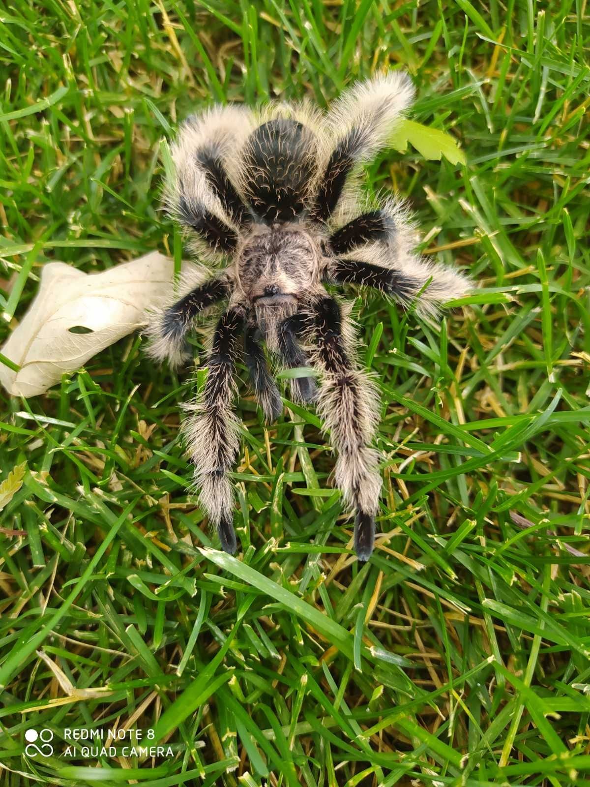 Паук Brachypelma albopilosum Nicaragua
L 6 самка