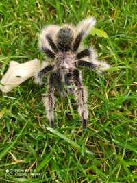 Паук Brachypelma albopilosum Nicaragua
L 6 самка