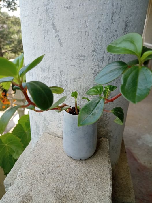 Пеперомія клузієлистна