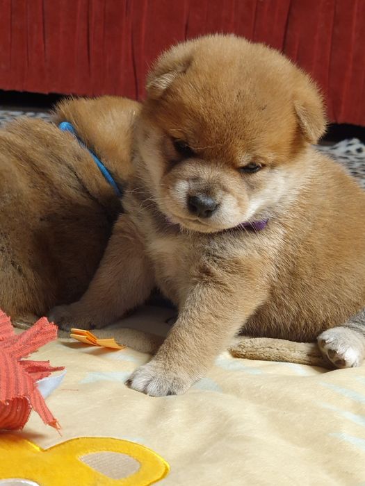 Шиба ину,сиба ину цуценята шиба іну