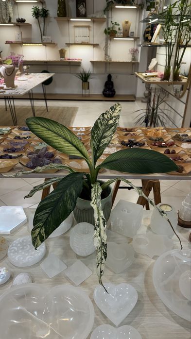 Lirio da Paz Diamante Variegata