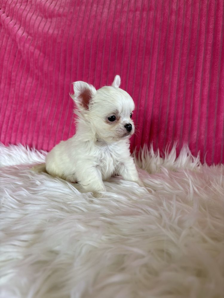 Chihuahua śnieżnobiała  mini sunia Jessy