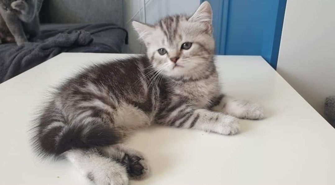 Kotka Brytyjska Silver tabby z 5cio pokoleniowym rodowodem