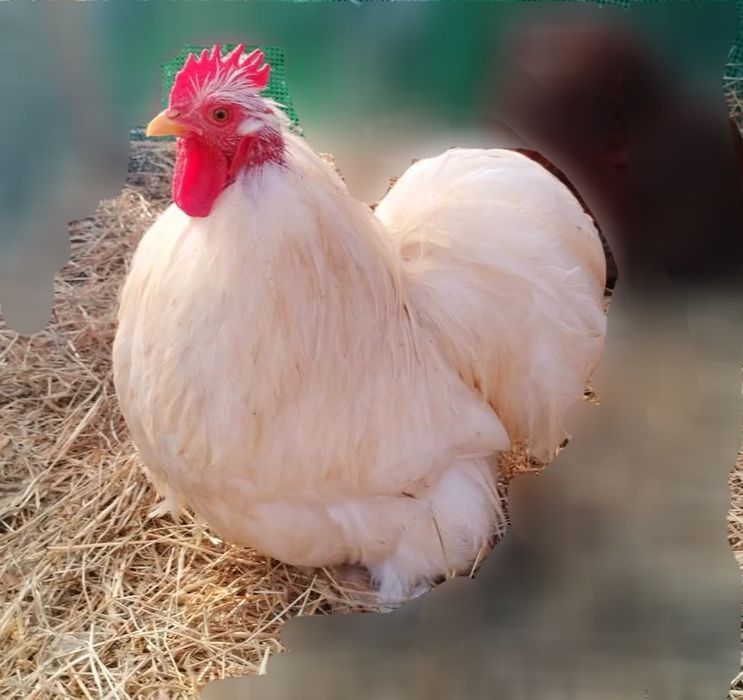 Kochin karzełek biały