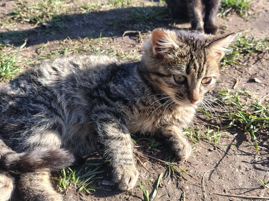 Два гарненькі котика, безкоштовно, 5,5 місяців