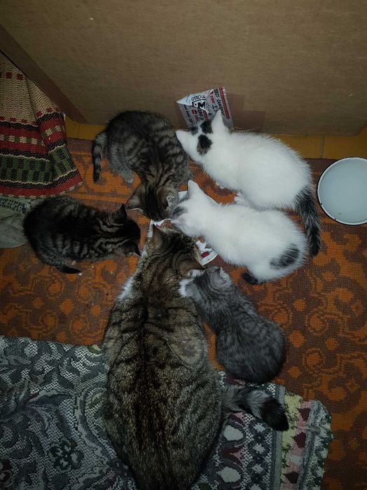 Koty Kotki Tygryski  piekne zdrowe zabawowe