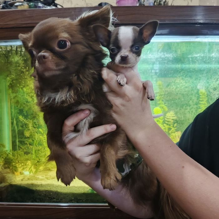 Міні чихуахуа 2 міс